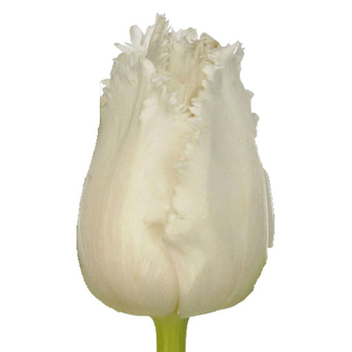 Picture of Tulip Smirnoff