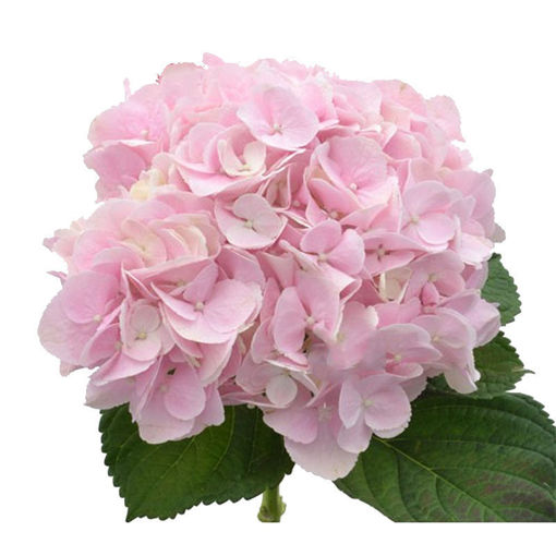 Picture of Hydrangea Amazing Force