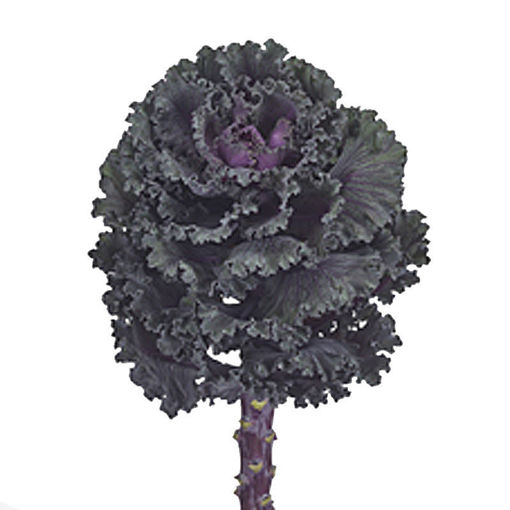Picture of Brassica Black Angel