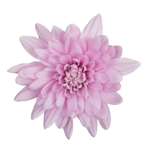 Picture of Chrysant. Disbud Veronica