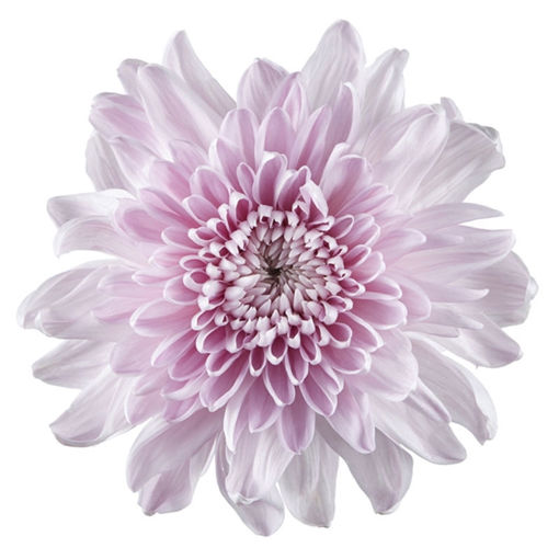 Picture of Chrysant. Football mum Magnum Pink