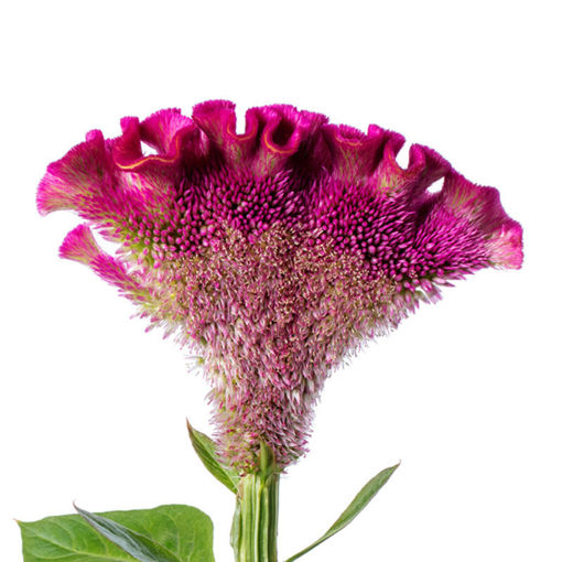 Picture of Celosia Cristata Purple