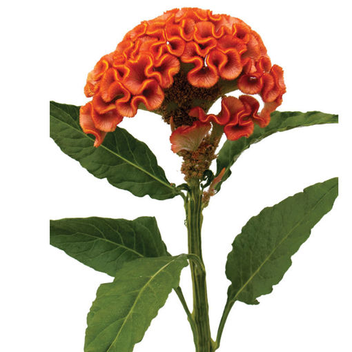 Picture of Celosia Cristata Reprise Orange