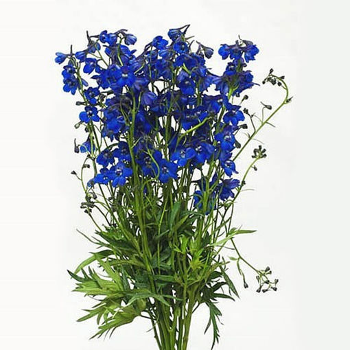 Picture of Delphinium Ajacis Blue