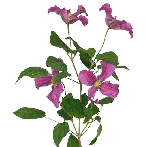Picture of Clematis Inspiration