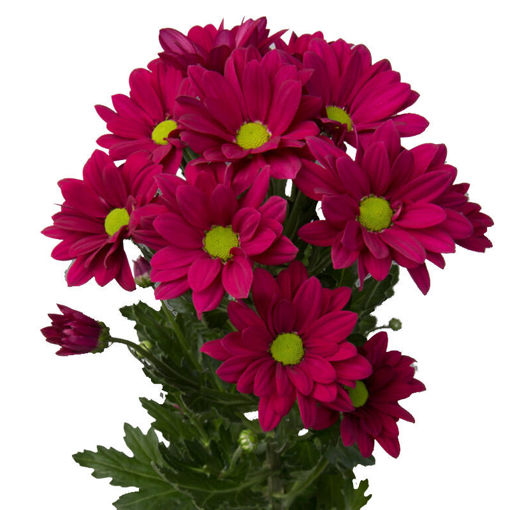 Picture of Chrysant. Spray Purple Star