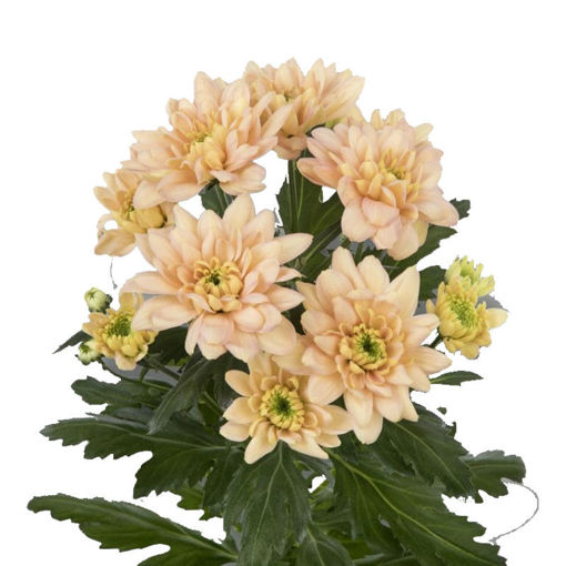 Picture of Chrysant. Spray Baltica Salmon