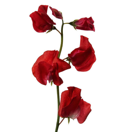 Picture of Lathyrus - Sweet Pea Red