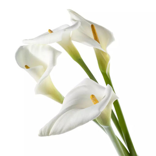 Picture of Calla Lilly Aethiopica White