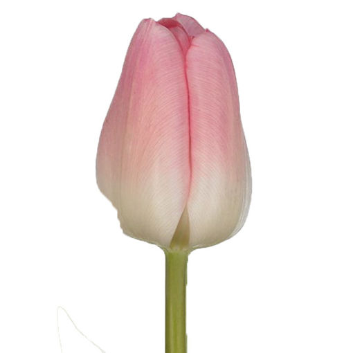 Picture of Tulip Rosario