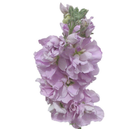 Picture of Stock Iron Lavender