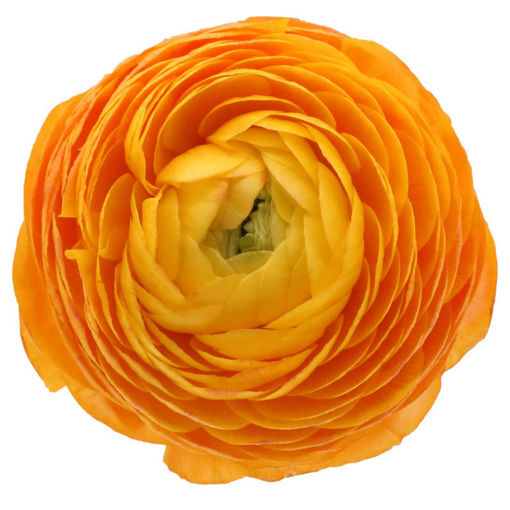 Picture of Ranunculus Elegance  Orange