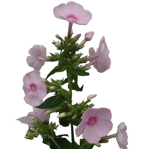 Picture of Phlox Sweet Lexy Pink