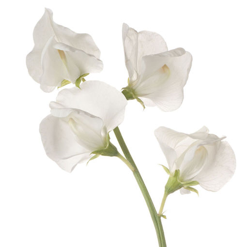 Picture of Lathyrus - Sweet Pea White