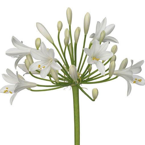 Picture of Agapanthus Gletsjer White