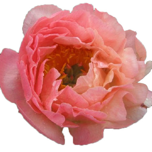 Picture of Peony Pink Hawaiian Coral