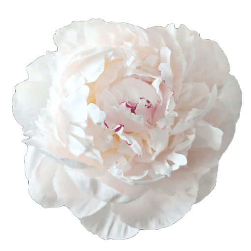 Picture of Peony Odile