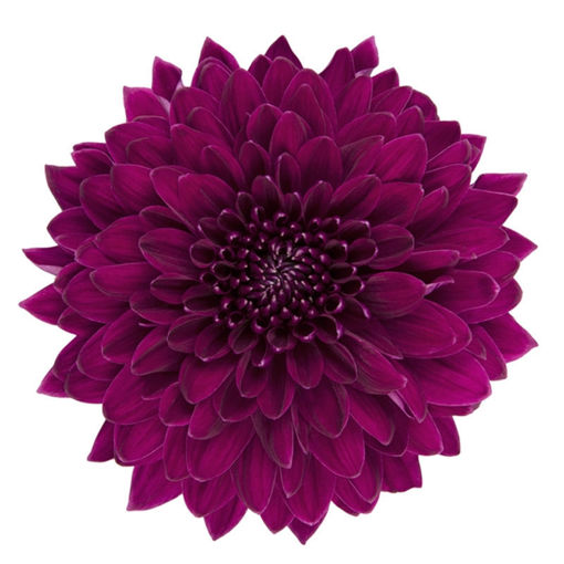 Picture of Chrysant. Disbud Pip Purple
