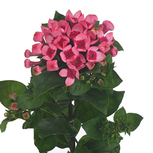 Picture of Bouvardia Hot Pink