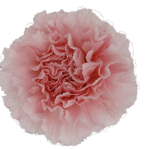 Picture of Carnation Doncel