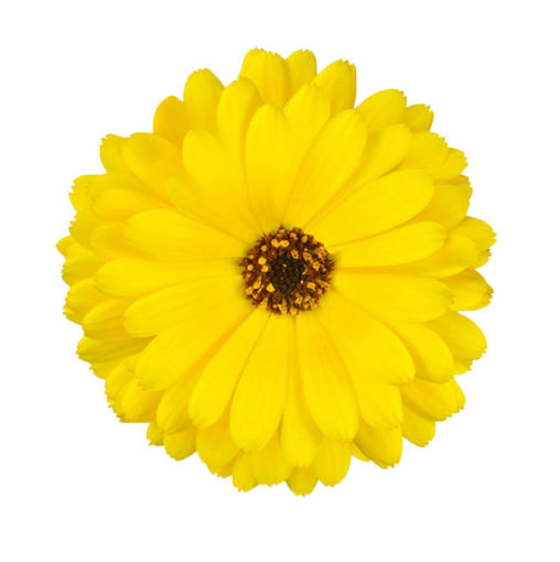 Picture of Calendula Yellow