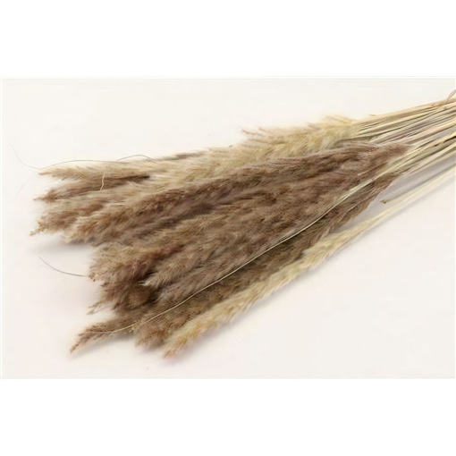 Picture of Pampas Grass | Natural | 70g