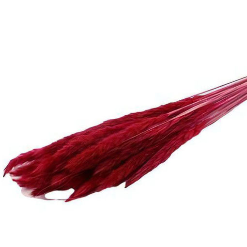 Picture of Pampas Grass | Cerise | 70g