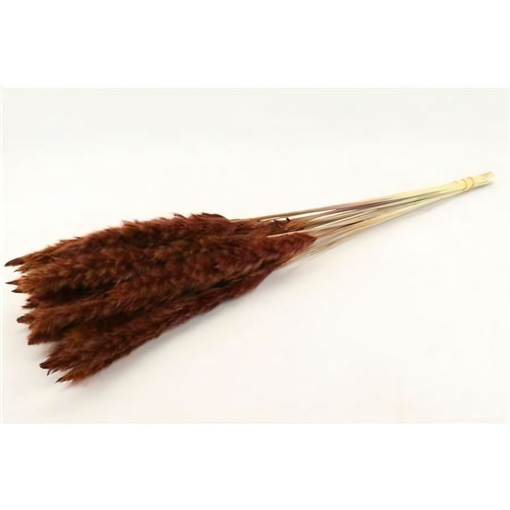 Picture of Pampas Grass | Brown | 70g