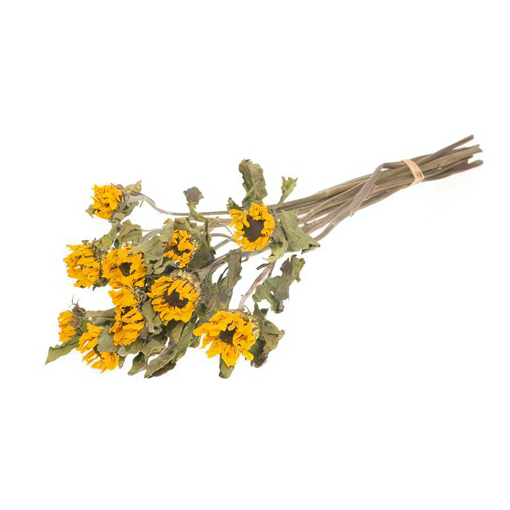 Picture of Dried Sunflowers