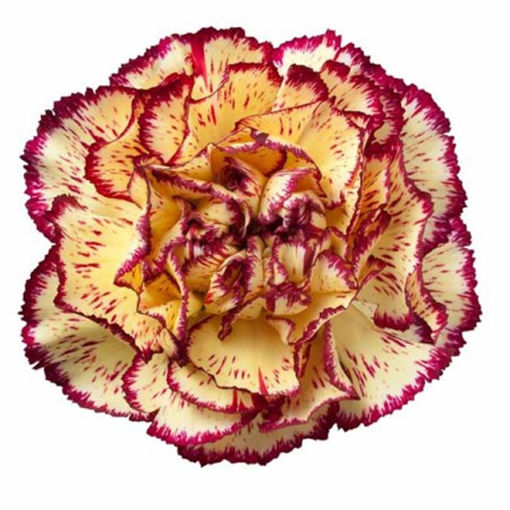 Picture of Carnation Viana