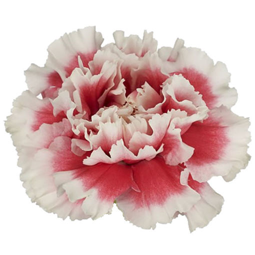 Picture of Carnation Vestea