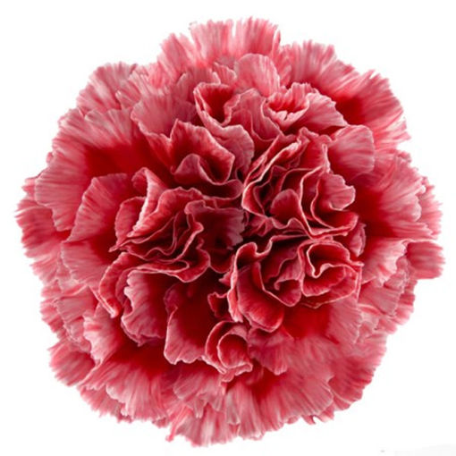 Picture of Carnation Cheerio
