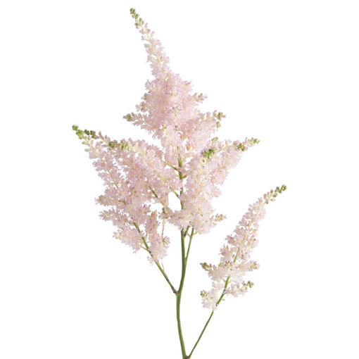 Picture of Astilbe Europa