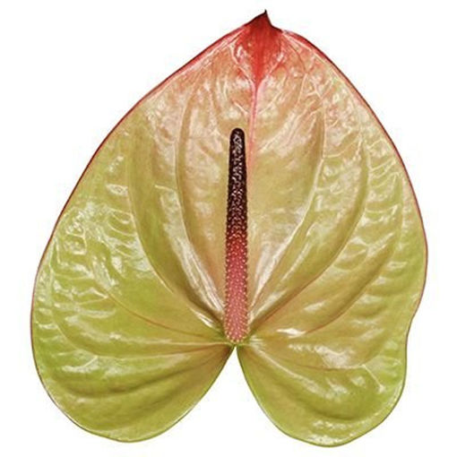 Picture of Anthurium Paseo