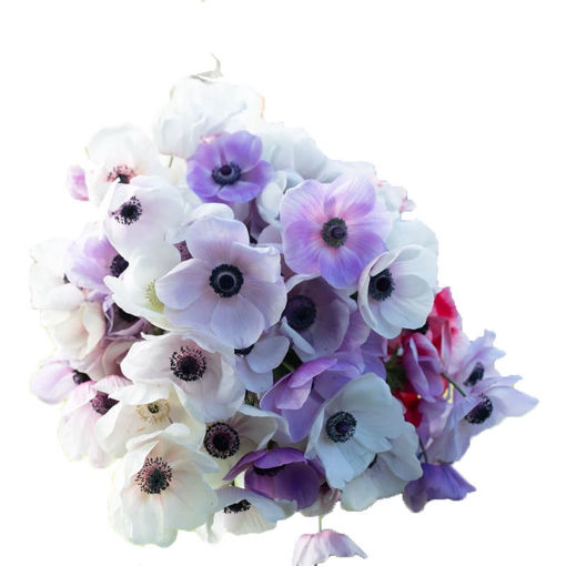 Picture of Anemone Pastel Shades