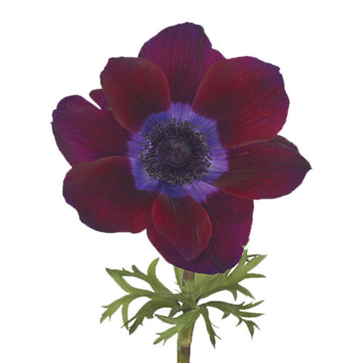 Picture of Anemone Mistral Bordeaux