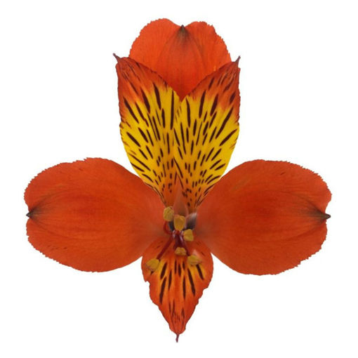 Picture of Alstroemeria Hiphop