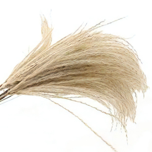 Picture of Natural Silver grass 75cm