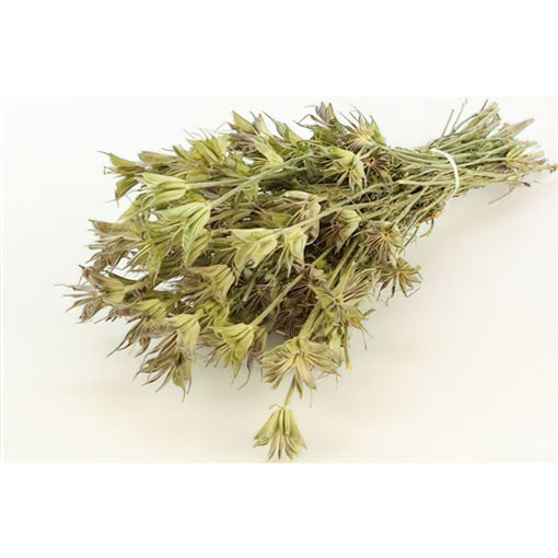 Picture of Dried Nigela