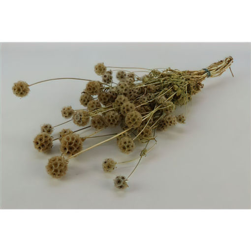 Picture of Dried Scabiosa