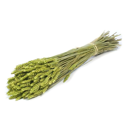 Picture of Dried Wheat Green