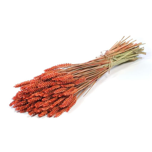 Picture of Dried Wheat Burnet Orange