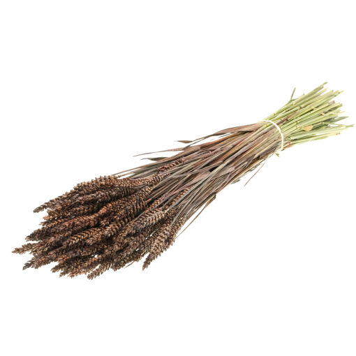 Picture of Dried Wheat Deep Brown