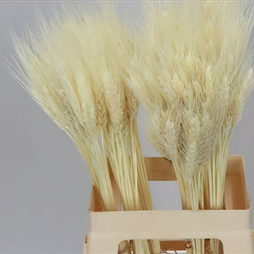 Picture of Dried wheat Bleached