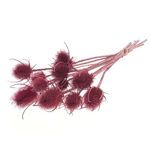 Picture of Chardon Pink thistle 55cm