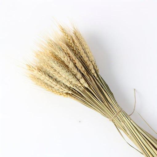 Picture of Dried Wheat Natural