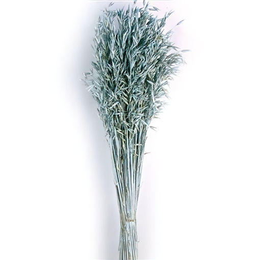 Picture of Avena Sativa | Dusty Blue | 80cm |200g bunch