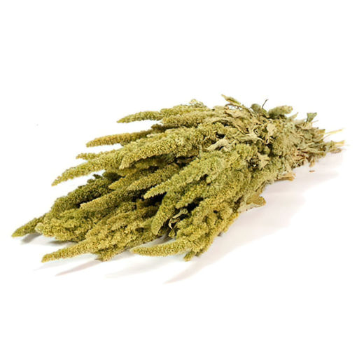 Picture of Amaranthus Natural Green