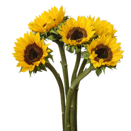 Picture of Helianthus Vincent's Choice