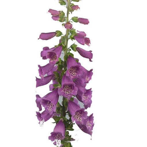 Picture of Digitalis Camelot Pink